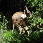 DSC03917_01 (June 17, 2020)